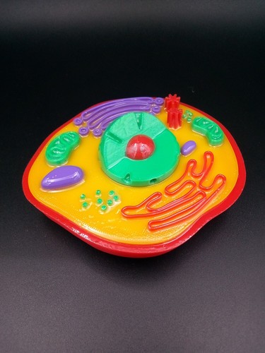 Animal Cell 3D Printed Cellular Micro Biology Anatomy Sculpture Cut Away Model
