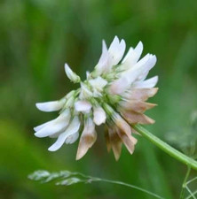 White Dutch Clover Seed: Nitro-Coated  Inoculated - 10 Lbs.