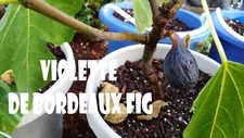 Qty 3 Violet De Bordeaux Fig Cuttings for Rooting