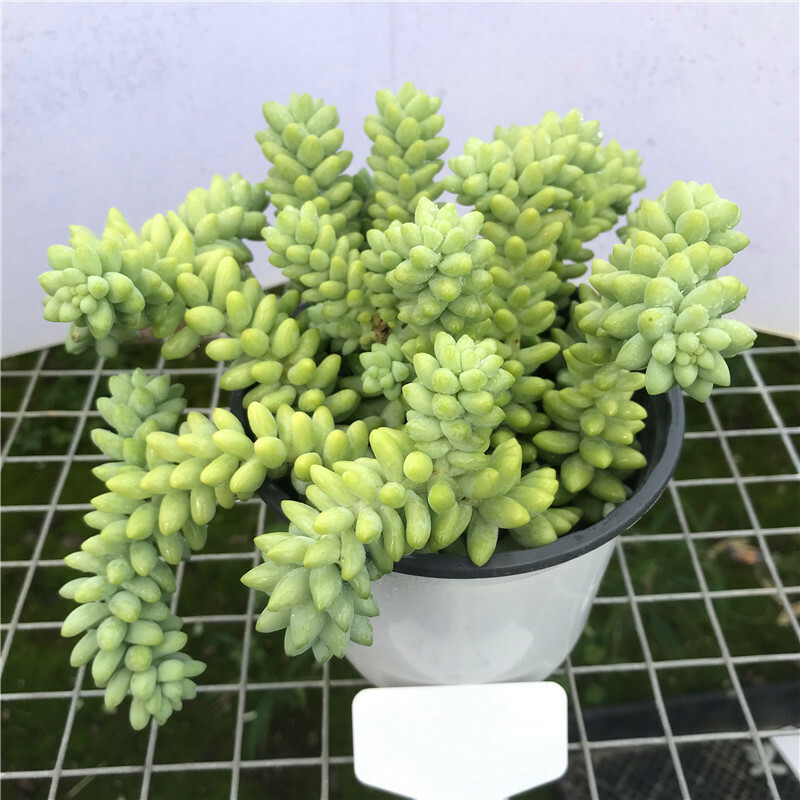 Live Fresh Burros Tail Succulent with Long Stems Rooted in 4-Inch Pot
