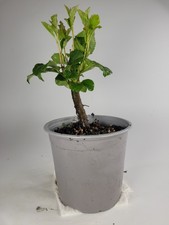 Crab Apple Starter Bonsai Tree | Malus Pre Bonsai | Thick Trunk | Outdoor Bonsai