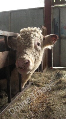 Photo 6x4 Hereford bull Ashford Carbonell Taking time out from the feed t c2009
