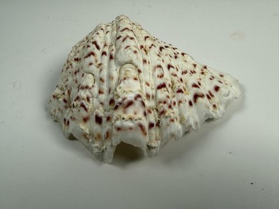 Vintage Hippopus Clam Seashell Bear Paw Strawberry Speckled Decor Nautical