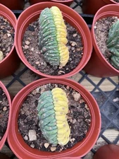 Crested Cactus Sp Half Variegated Sale!!