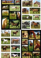4 Sheets Beautiful Horses Scrapbook Stickers 4 Sheets Beautiful Horses Scrapbook Stickers