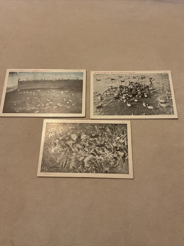 Pennsylvania PA - Ducks at the Spillway, Pymatuning Lake  3 Vintage Postcards