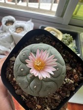 10pcs Succulent cactus Plant home potted Garden beautiful cacti Plants 3-5cm