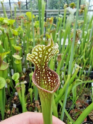 Sarracenia leucophylla Giant Citr L3 Matt Sopper × OP,fleischfressende Pflanzen, - Bild 1 von 3
