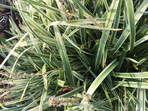 3 Variegated Liriope Ornamental Lily Turf Grass Perennial Plants Clumps - Picture 3 of 6