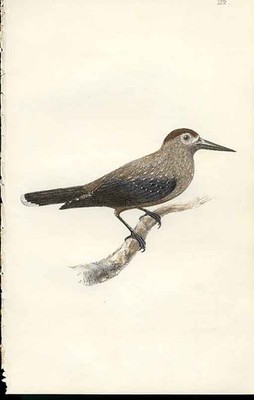 Nussknacker Meyer Vogel antiker Druck um 1840 handkolorierte Gravur