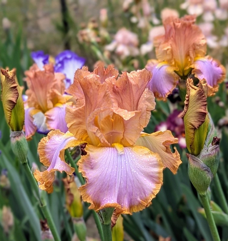 'Afternoon Delight'  Tall Bearded  Iris Rhizome PRE-SALE to Ship Aug/Sept