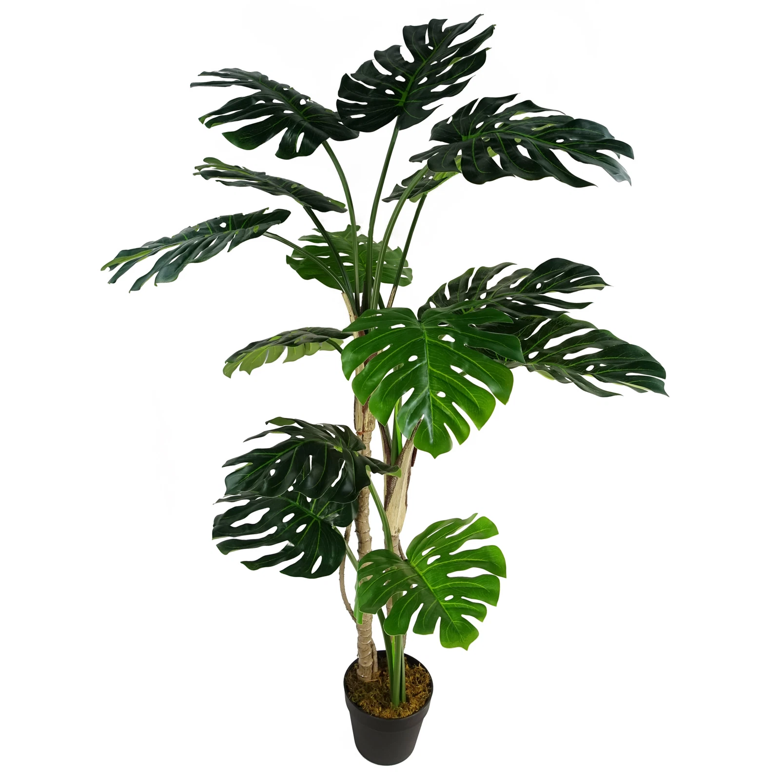 150cm Monstera - 40564