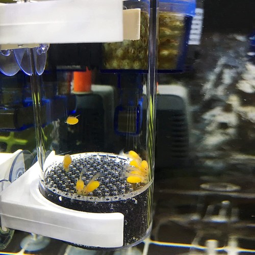 Aquarium African Cichlid Catfish Egg Tumbler Hatchery Feeder Kit Set 50MM Dia D - Picture 2 of 12