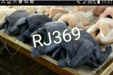 2 Ayam Cemani Chicken Hatching Eggs Unique All Black Bird Totally Black