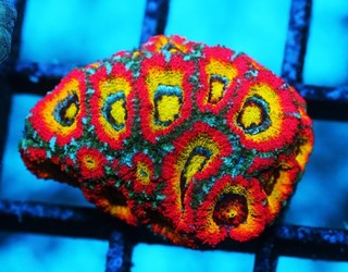 Holy Grail Micromussa Frag Zoanthids Zoa Paly SPS LPS Corals WYSIWYG