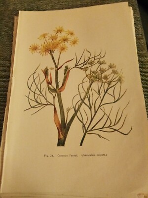 Xm44 Ephemera 1919 Exlibris Blume Gewöhnlicher Fenchel 