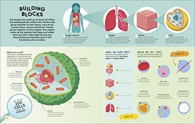 Active Learning Human Body Mor - GOOD