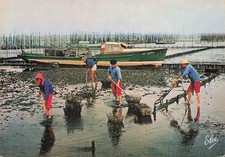 33 BASSIN D ARCACHON AUSTERNARBEITEN