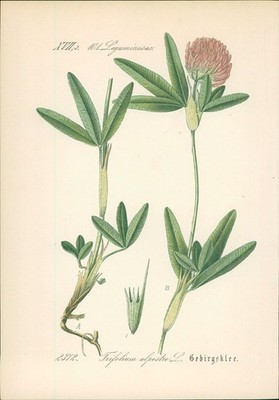 Chromolithographie : Gebirgsklee. Hügel-Klee. Trifolium alpestre L. Leguminosae.