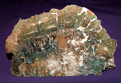 Versteinertes Holz Hampton Butte Oregon 831,3g 158x100x67mm Ofen Kamin Deko