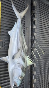 Rooster Fish Taxidermy Mount Replica