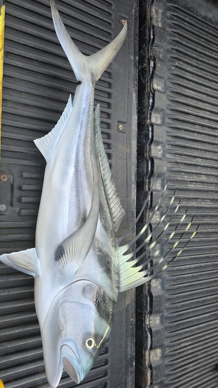 Rooster Fish Taxidermy Mount Replica