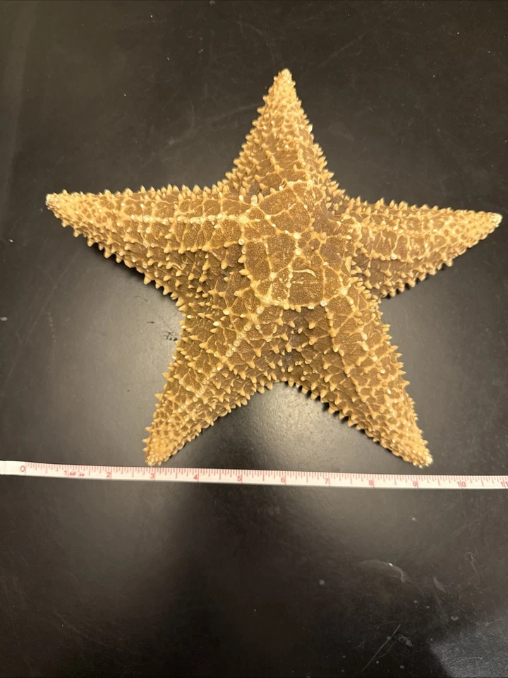 Escultura de estrella de mar seca grande real arte náutico oceánico, 10,5" Foto 4 de 4