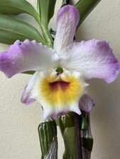 Dendrobium Nobile sweet pinky love Fragrant Orchid Live Plant