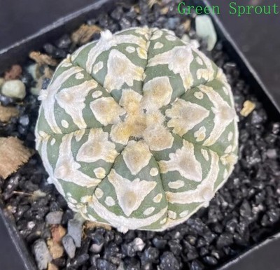 1pcs 4.3cm Rare Cacti V Astrophytum asterias WYSIWYG seedgrown Decor Sale