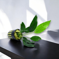 Anubias Barteri 'Short  Sharp'