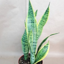 Sansevieria trifasciata  Laurentii    Variegated Snake Plant  Easy Care 6" pot