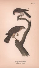 BH Warren Sharp-Shinned Hawk Birds 1890 Antique Color Print / Plate Chromolith
