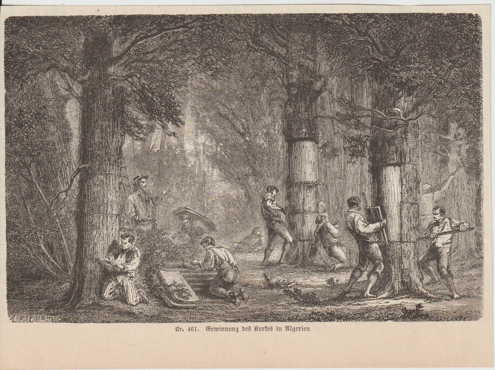 Extraction of Cork in Algeria Cork Oak Cork Oak Forest WOODCUT from 1878