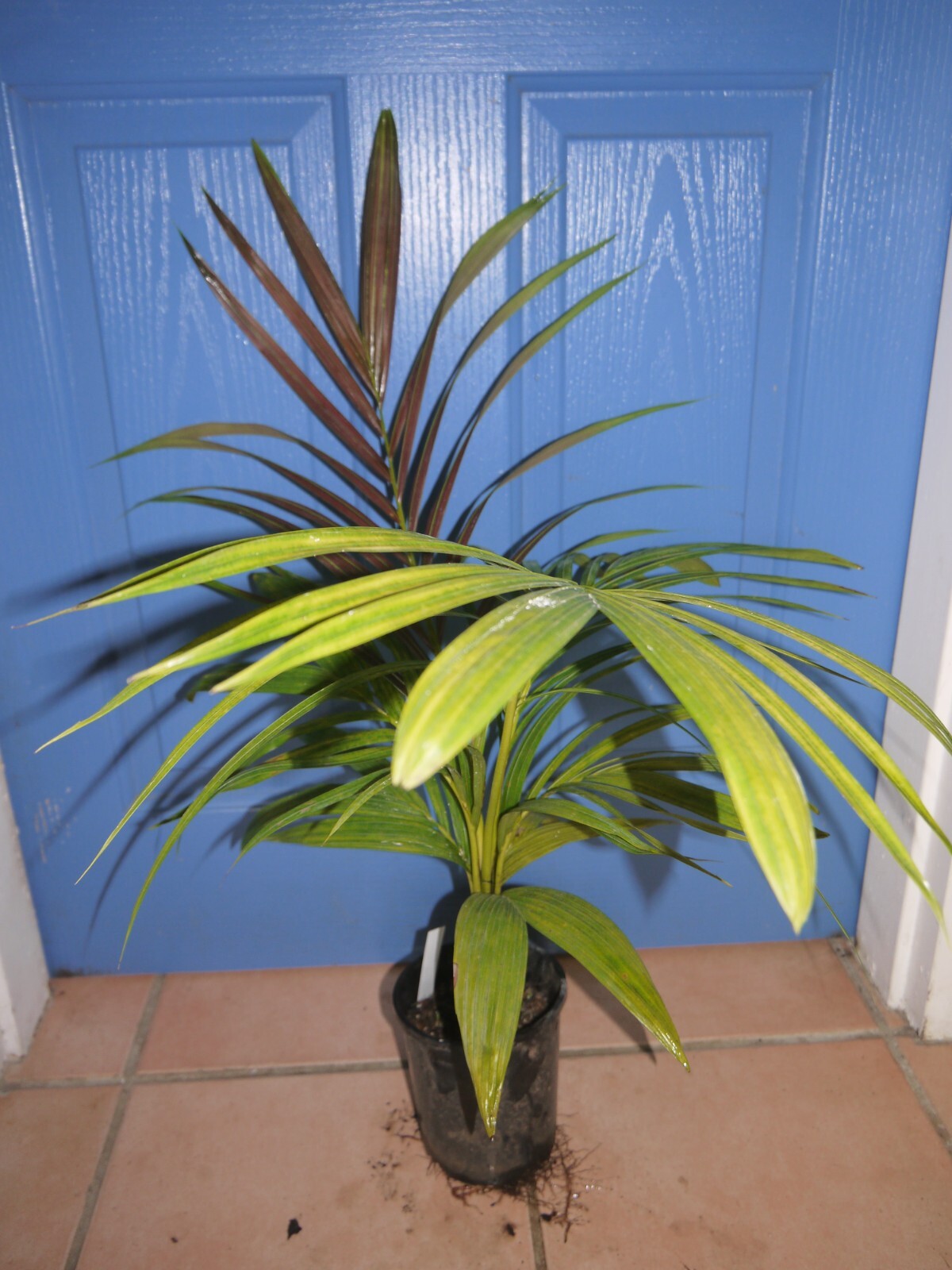 RARE PLANT COLLECTORS PALM. Calyptrocalyx "sp Owe" eBay