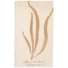 Antique 1833 Scottish dried sea algae herbarium #29 Alaria esculenta