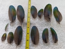Blue Macaw Feathers Naturally Molted Natural Color #137
