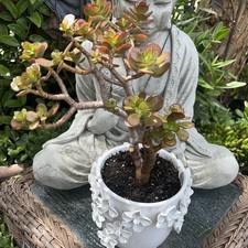 Baby Jade Crassula Ovata Money Tree 9  Tall X 9  Wide Organic Cute