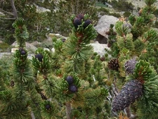 Bristlecone Pine Tree Seeds, (Pinus  aristata), 15 seeds