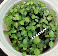 5 PCS  RIVER LEAF VINE SEEDS , HAT LÁ GIANG |HIGH GERMINATION RATE  85%|
