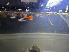 7 Dumbo Koi Red tail Guppies  3 to 4 mouth old fry 