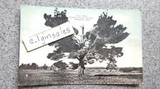 Lone Pine Below Simple Bridge in Shawano, Wis.  Colorized Photo Postcard  c.1915