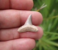 0.89" Lemon Shark (Negaprion) Fossil Tooth Bone Valley Florida