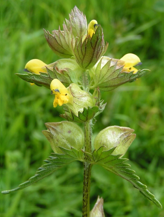 Yellow Rattle Seeds - Premium 2024 Stock - Rhinanthus Minor - Native ...