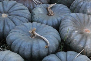 J L Heritage Heirloom Winter Squash Queensland Blue Pumpkin 10