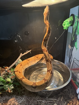 #ad Boa Constrictor 6 Foot Long Snake $850.00