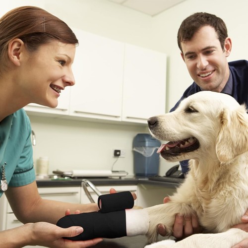 Breathable 4'' Self-Adherent Bandage Wrap for Athletics & Pet Care – 40 Rolls - Picture 5 of 8