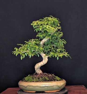 BONSAI CHINESISCHER LIGUSTER LIGUSTRUM SINENSIS  PFLEGELEICHT INDOOR