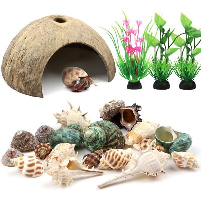 Hermit Crab Shells Natural Coconut Shell Nut for Tank Habitat Reptile Hideouts