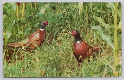 Ring-necked Pheasants Game Bird Postcard Dexter Press Ektachrome