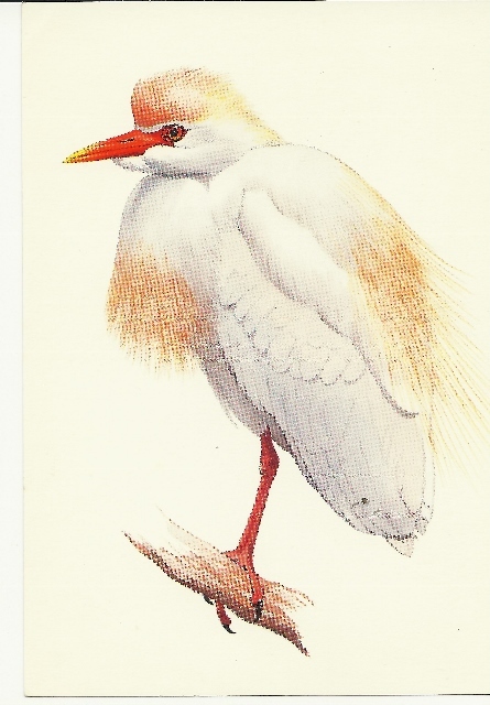 NICE VINTAGE ART  POSTCARD "THE CATTLE EGRET"  A  NORTH AMERICAN BIRD